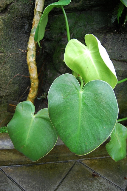 Philodendron rugosum - Fiche botanique | Conservation Nature