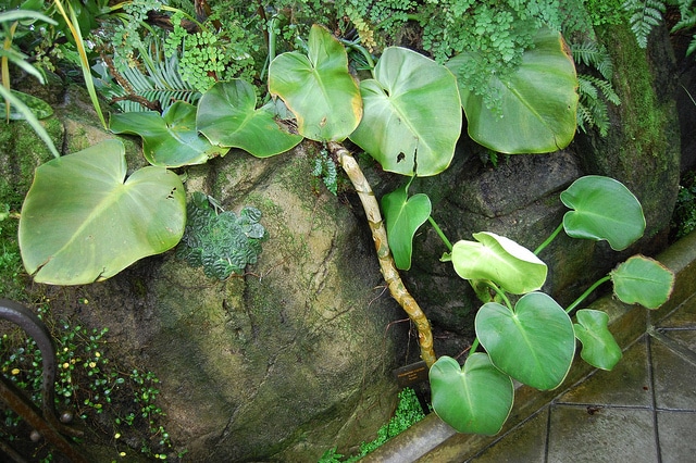 Philodendron rugosum