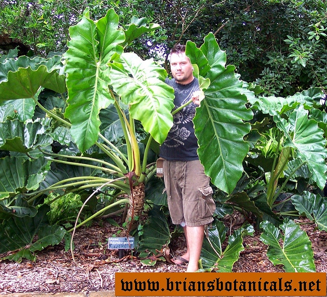Philodendron speciosum