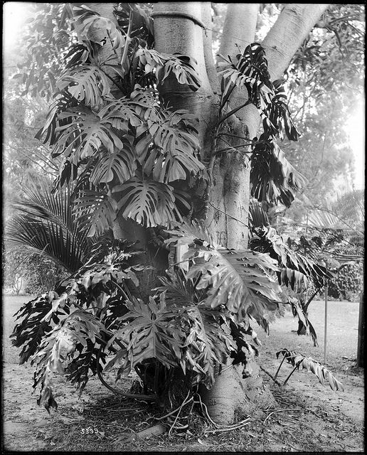 Philodendron squamiferum