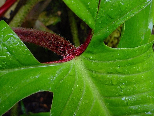 Philodendron squamiferum