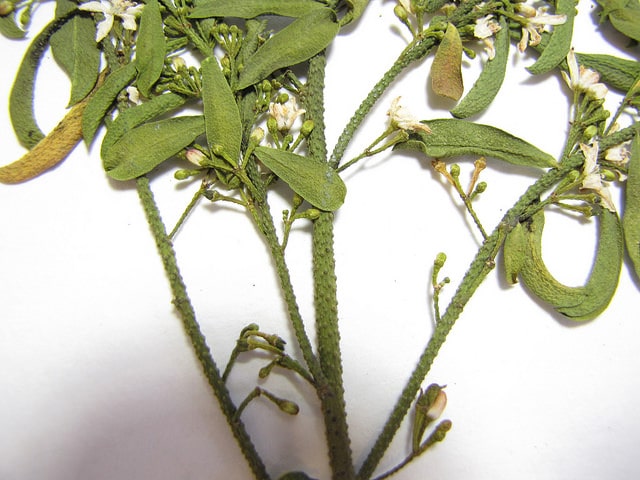 Eriostemon