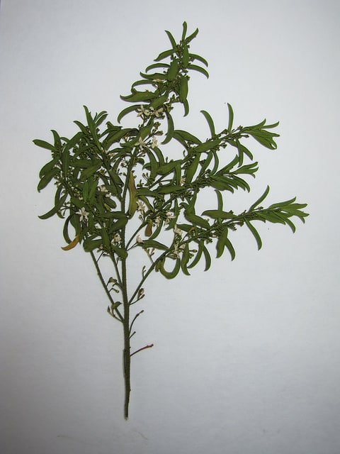 Eriostemon