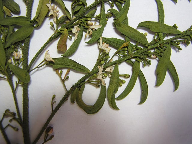 Eriostemon