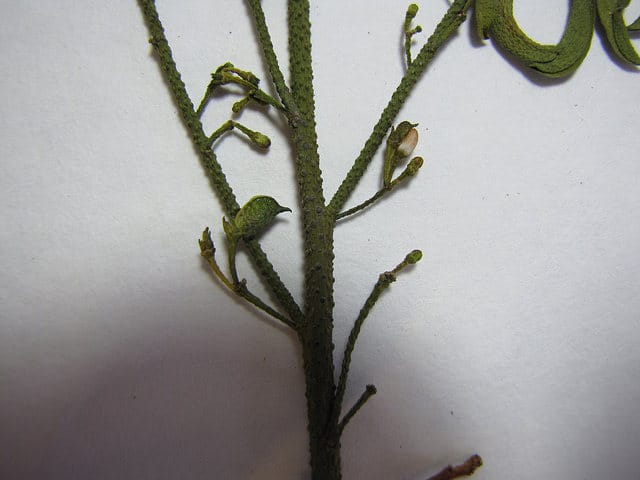Eriostemon
