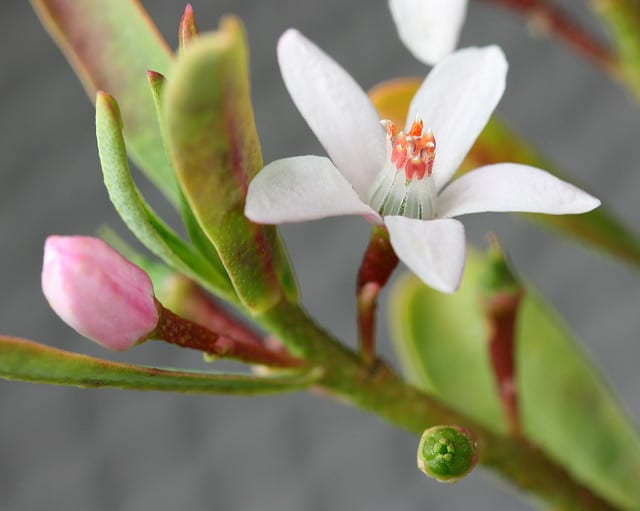 Eriostemon