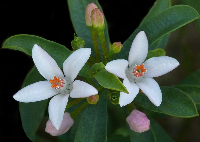 Eriostemon (Philotheca myoporoides)
