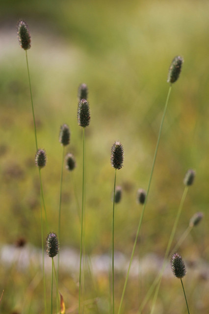 Fléole des alpes (Phleum alpinum)