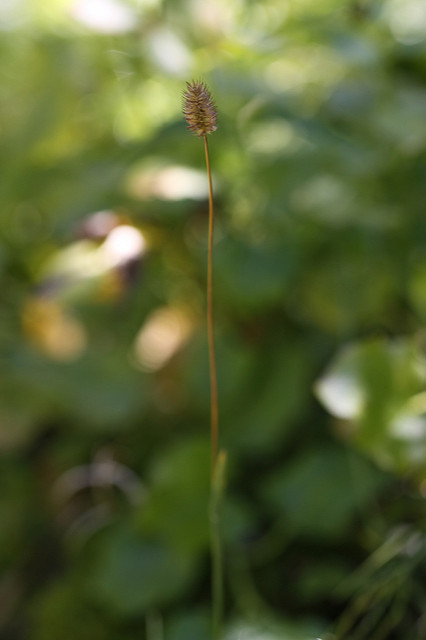 Fléole des alpes