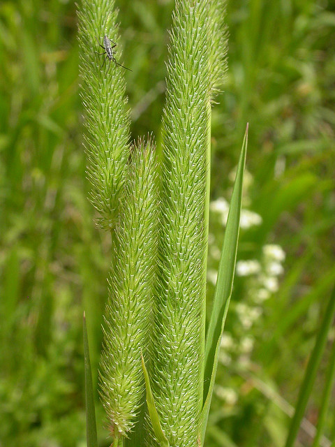 Fléole des prés