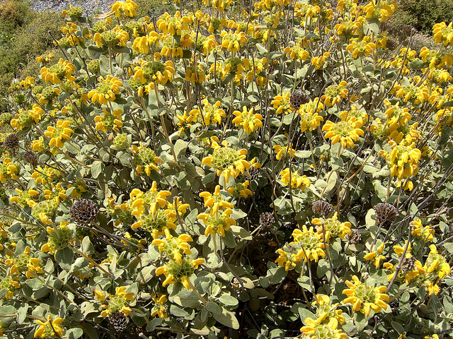 Sauge de jérusalem (Phlomis fruticosa)
