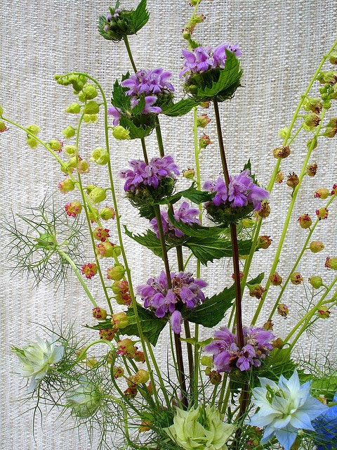 Sauge de jérusalem (Phlomis grandiflora)