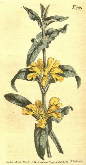 Lychnite (Phlomis lychnitis)