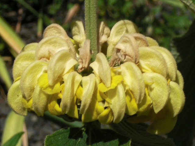 Sauge de jérusalem de russel (Phlomis russeliana)