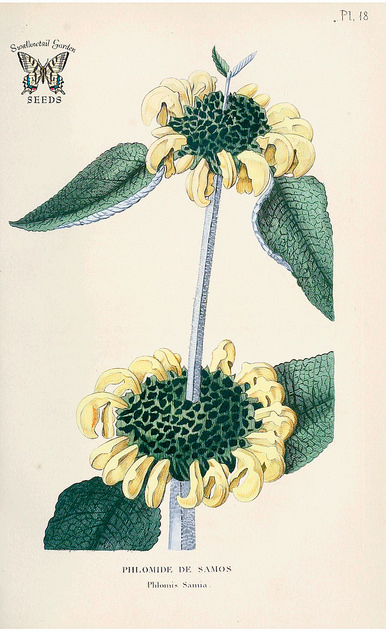 Sauge de jérusalem samia (Phlomis samia)