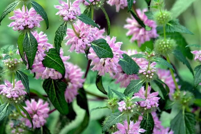 Sauge tubéreuse de jérusalem (Phlomis tuberosa)