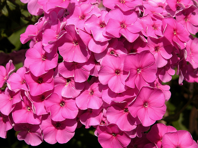 Phlox paniculé