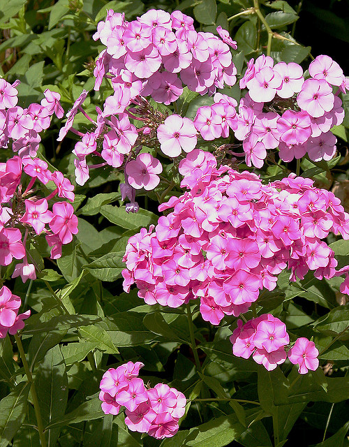 Phlox paniculé
