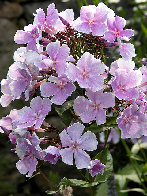 Phlox paniculé