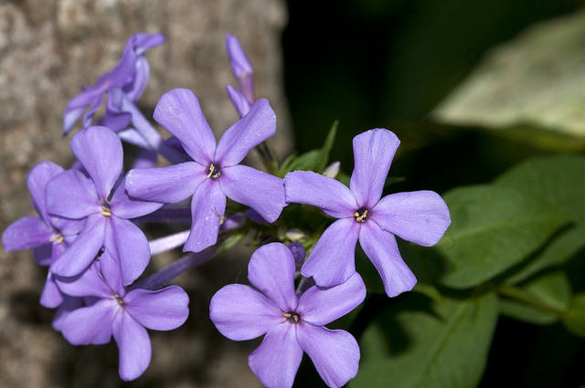 Phlox paniculé