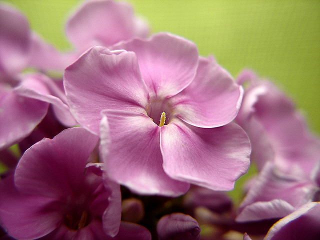 Phlox paniculé