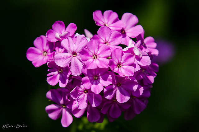Phlox paniculé (Phlox paniculata)
