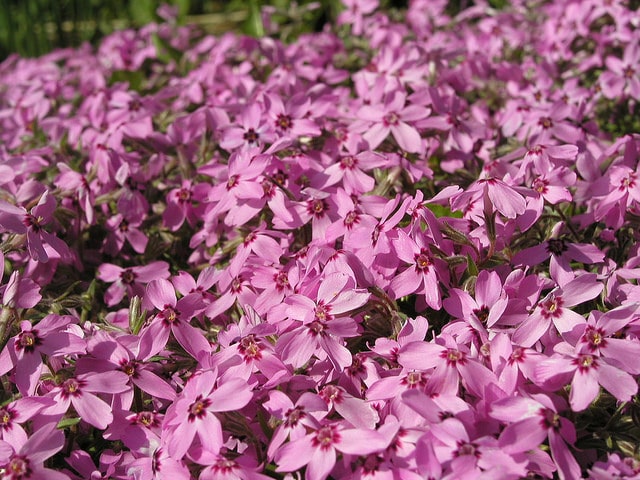 Phlox mousse
