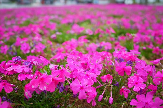 Phlox mousse
