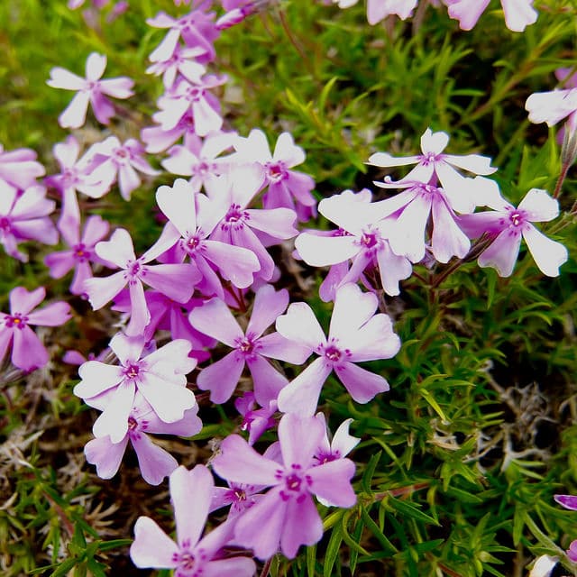 Phlox mousse