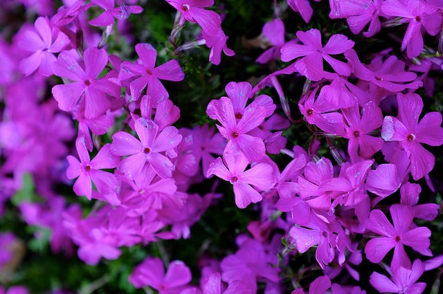 Phlox mousse