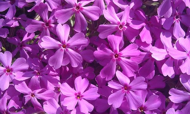 Phlox mousse (Phlox subulata)