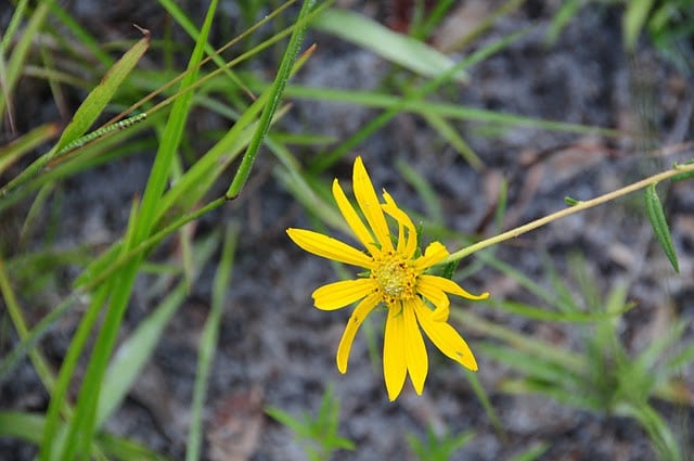 Phoebanthus grandiflorus (Phoebanthus grandiflorus)