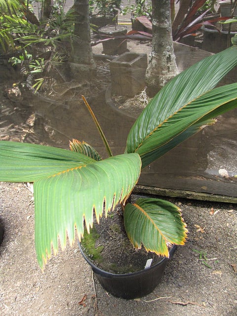 Phoenicophorium borsigianum