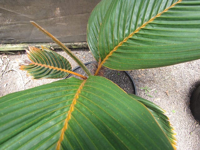 Phoenicophorium borsigianum