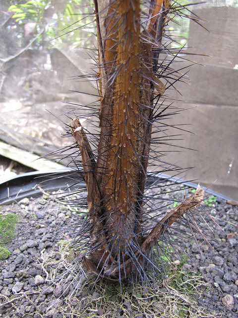Phoenicophorium borsigianum