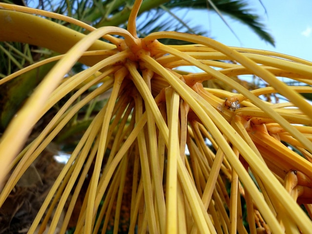 Dattier des canaries