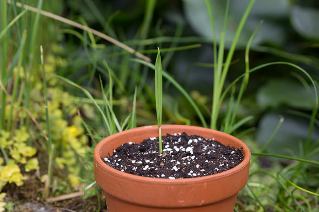 Dattier (Phoenix dactylifera)