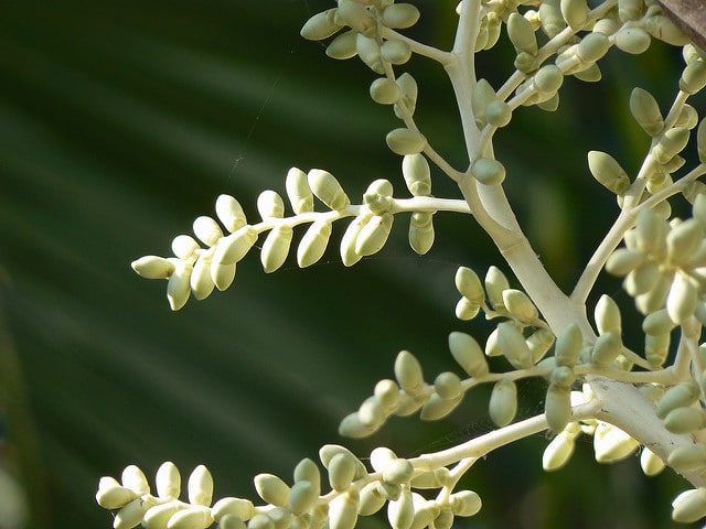 Palmier dattier de ceylan (Phoenix pusilla)