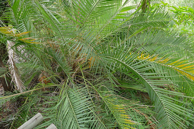 Dattier du sénégal