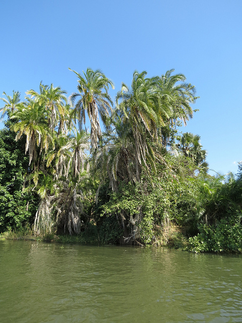 Dattier du sénégal