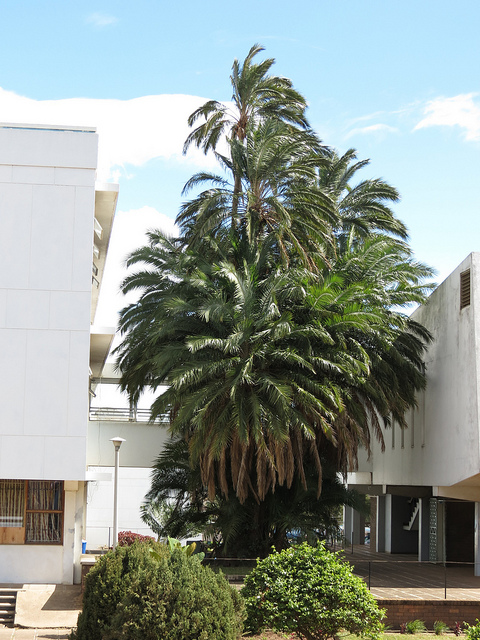 Dattier du sénégal