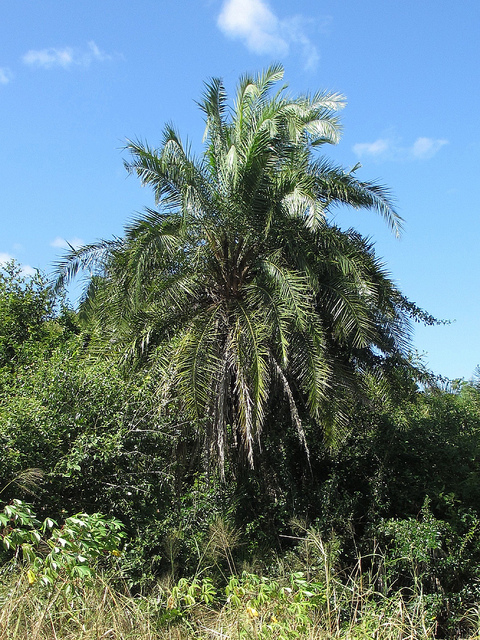 Dattier du sénégal