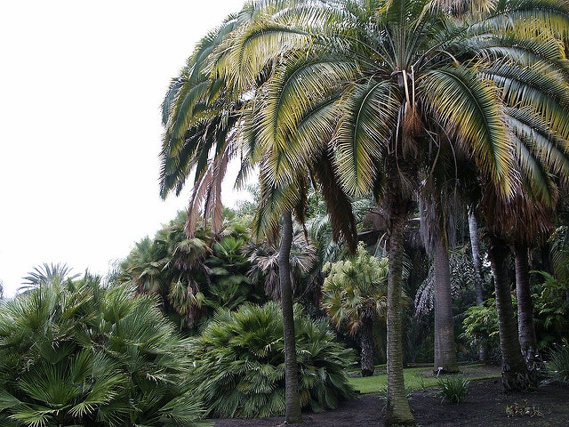 Palmier dattier des falaises (Phoenix rupicola)