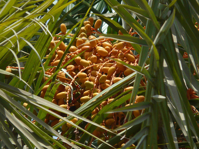 Phoenix sylvestris