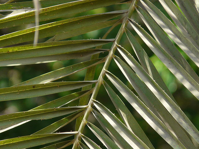 Phoenix sylvestris