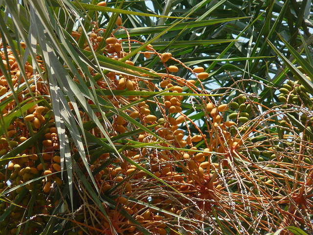 Phoenix sylvestris