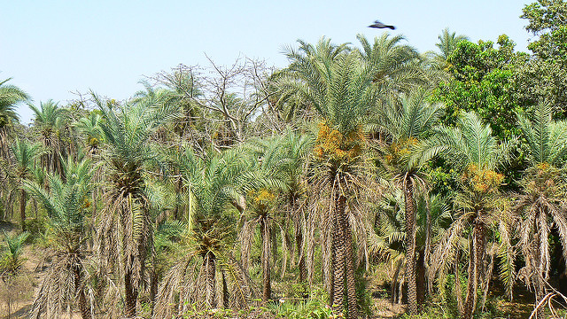 Phoenix sylvestris