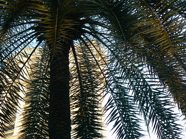 Phoenix sylvestris