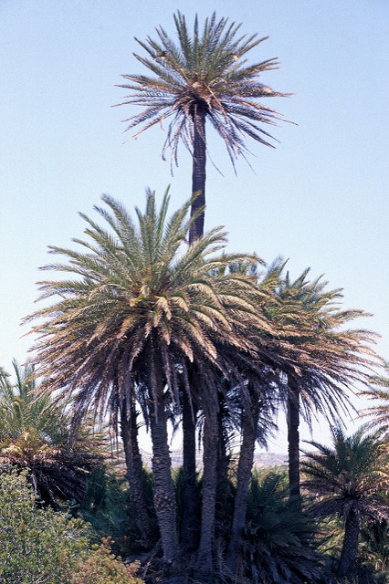 Dattier de crète