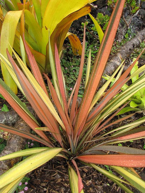 Lin de nouvelle-zélande (Phormium tenax)
